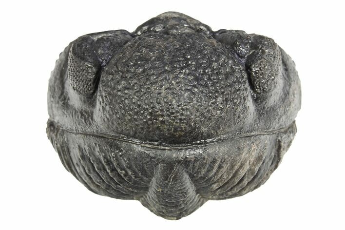 Perfectly Enrolled Drotops Trilobite - About Around #312783